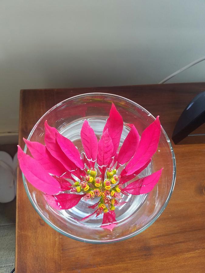 דה לאט Lam Phan Hotel Villa מראה חיצוני תמונה